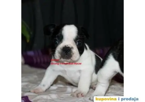 Francuski Buldog - 2/4