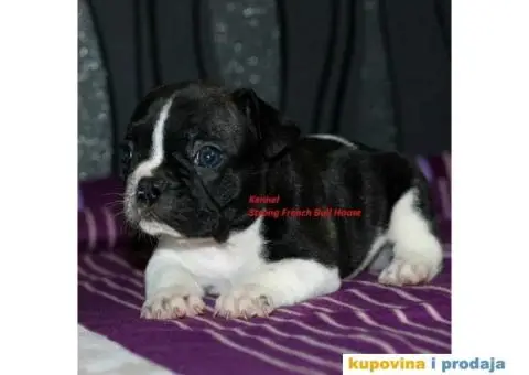 Francuski Buldog - 3/4