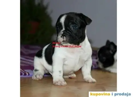 Francuski Buldog - 4/4
