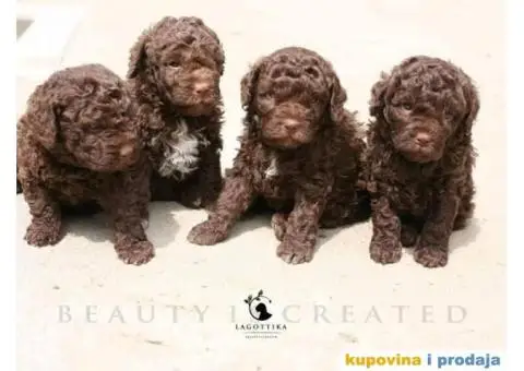 Lagoto Romanjolo Štenci - 1/6