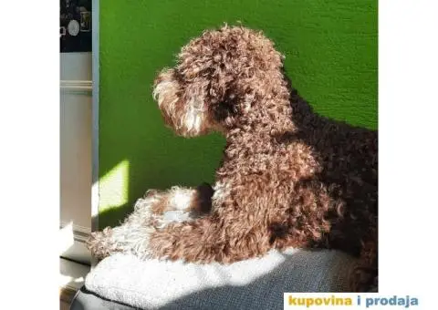 Lagoto Romanjolo Štenci - 2/6