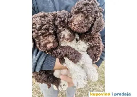 Lagoto Romanjolo Štenci - 5/6