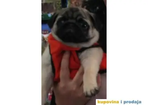 Mops štenci - 10/11