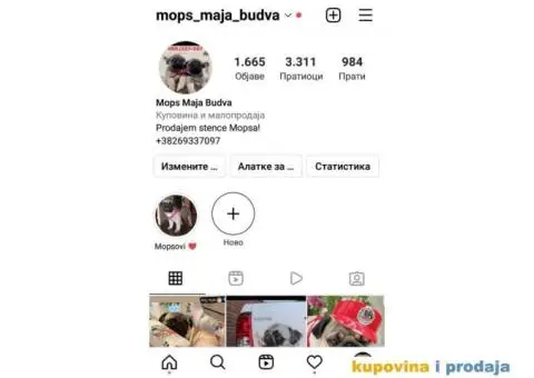 Mops štenci - 11/11