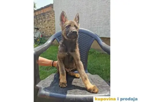 Nemački ovčar - 6/13