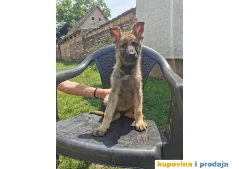 Nemački ovčar - 7/13