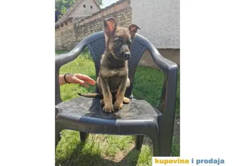 Nemački ovčar - 10/13