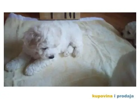 Kovrdžavi bišon - 1/12