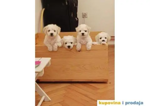 Kovrdžavi bišon - 4/12