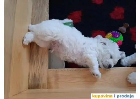 Kovrdžavi bišon - 5/12