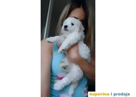 Kovrdžavi bišon - 6/12