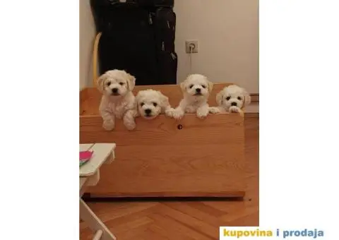 Kovrdžavi bišon - 8/12