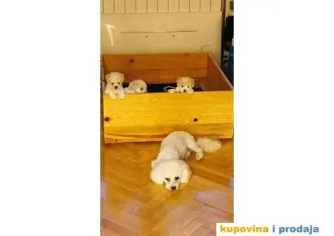 Kovrdžavi bišon - 9/12