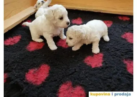 Kovrdžavi bišon - 10/12