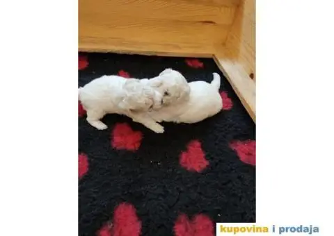 Kovrdžavi bišon - 11/12