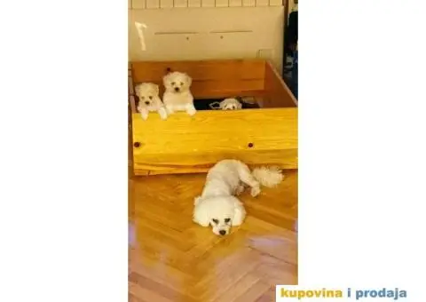 Kovrdžavi bišon - 12/12