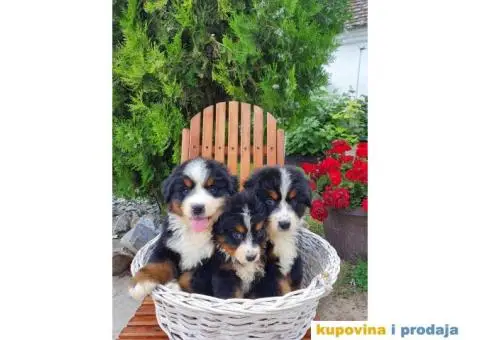 Bernski planinski pas štenci - 1/8