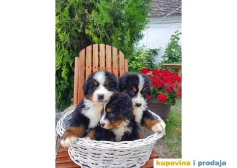 Bernski planinski pas štenci - 2/8