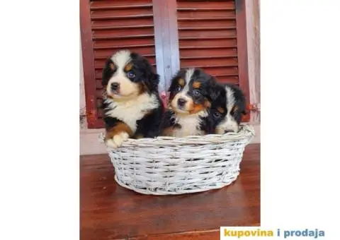 Bernski planinski pas štenci - 3/8