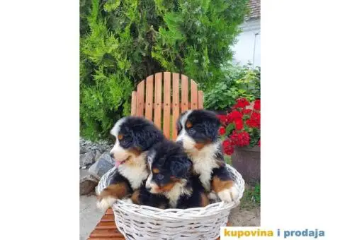 Bernski planinski pas štenci - 4/8
