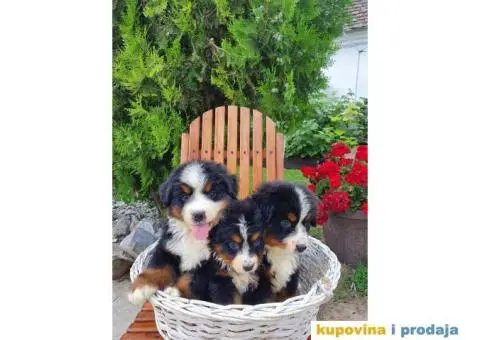 Bernski planinski pas štenci - 5/8