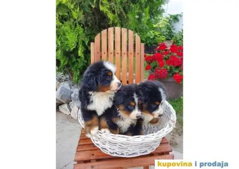 Bernski planinski pas štenci - 6/8