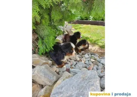 Bernski planinski pas štenci - 7/8