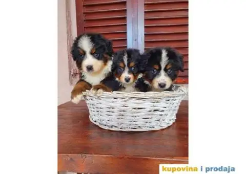 Bernski planinski pas štenci - 8/8