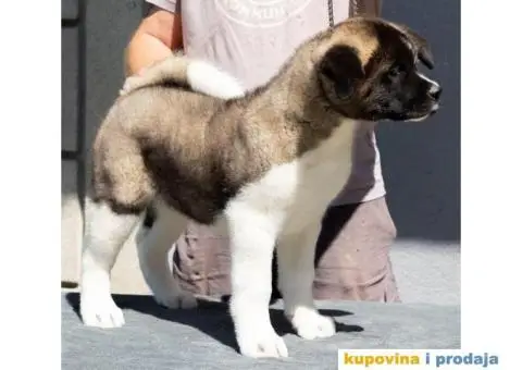 Američka Akita štenci - 1/9