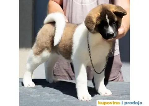 Američka Akita štenci - 4/9