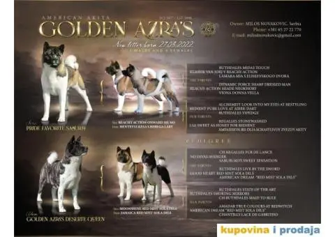 Američka Akita štenci - 5/9