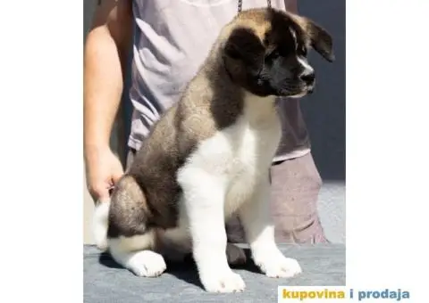 Američka Akita štenci - 6/9