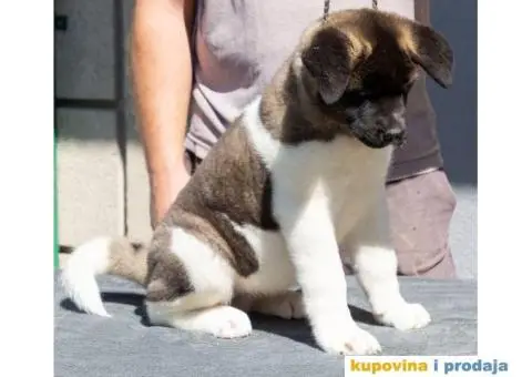 Američka Akita štenci - 7/9
