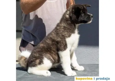 Američka Akita štenci - 8/9