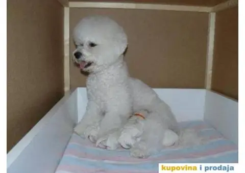 Kovrdžavi bišon štenci - 1/3