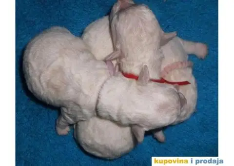 Kovrdžavi bišon štenci - 2/3