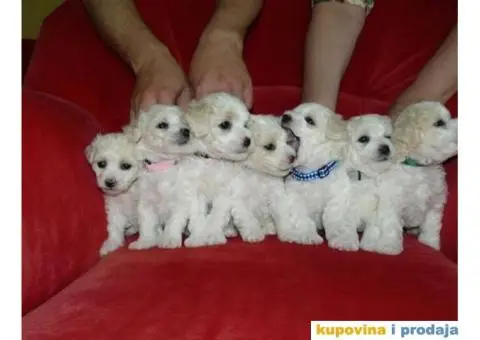 Kovrdžavi bišon štenci - 3/3
