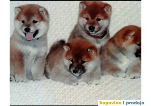 Šiba Inu štenci - 1/10