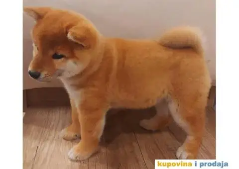 Šiba Inu štenci - 2/10