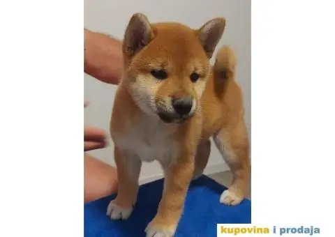 Šiba Inu štenci - 3/10