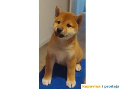 Šiba Inu štenci - 4/10