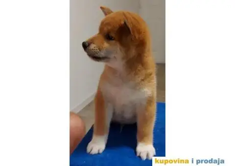 Šiba Inu štenci - 5/10