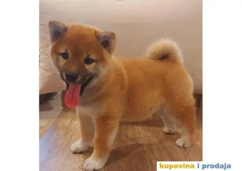 Šiba Inu štenci - 6/10
