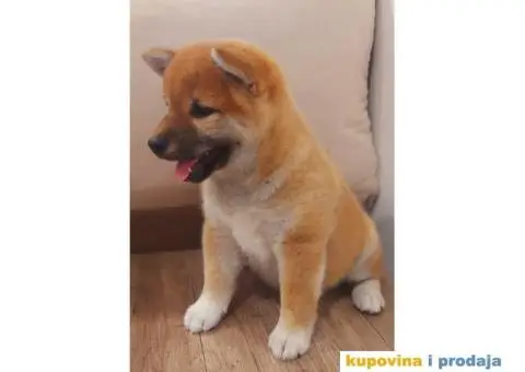 Šiba Inu štenci - 7/10