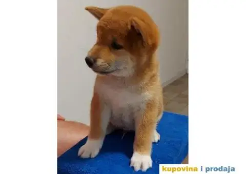 Šiba Inu štenci - 8/10