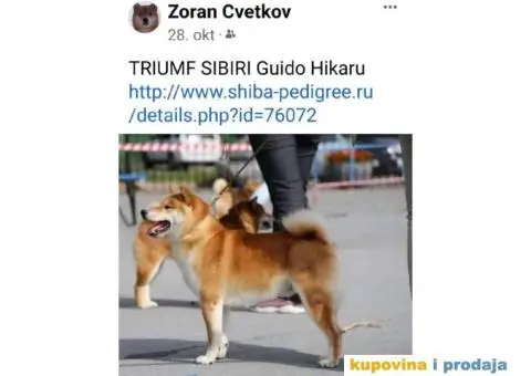 Šiba Inu štenci - 9/10