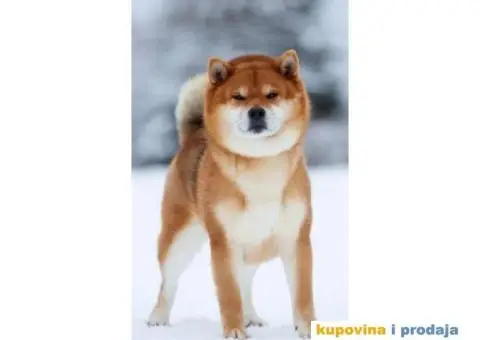 Šiba Inu štenci - 10/10