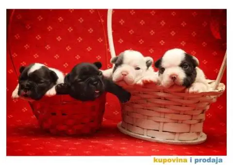 Francuski Buldog štenci - 1/8
