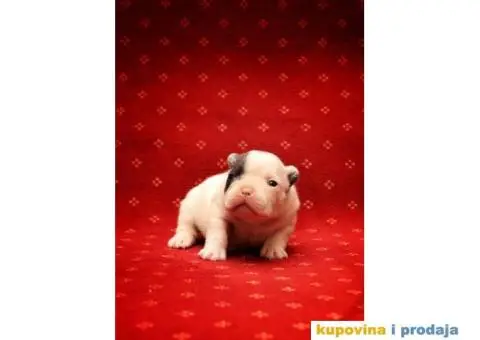 Francuski Buldog štenci - 2/8