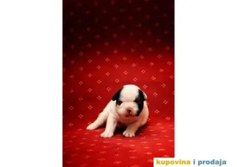 Francuski Buldog štenci - 3/8